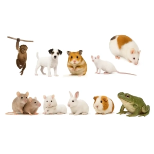 حیوانات آزمایشگاهی
