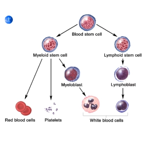 کاربرد سلول‌های بنیادی در مطالعه تکوین