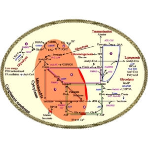 کربوهیدرات متابولیزم: گلوکگونز، گلوکولیز و گلیکوژنس