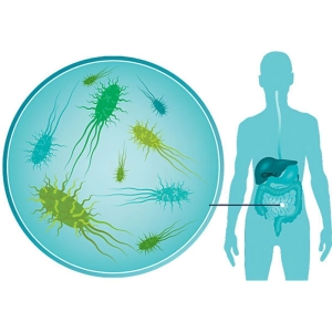 باکتری‌های مفید روده کدامند؟