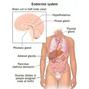 غدد درون ریز چیست؟