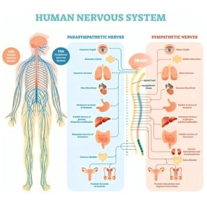 سیستم عصبی محیطی و مرکزی