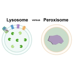 لیزوزوم و پراکسی‌زوم چه تفاوتی دارند؟