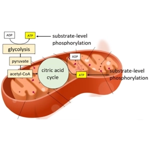 مسیر فسفریلاسیون سوبسترا و اکسیداتیو؛ تفاوت و کاربرد
