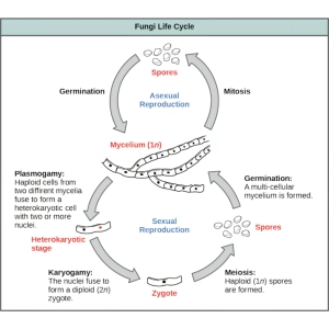 مقدمه‌ای بر قارچ‌شناسی, مایکولوژی چیست؟