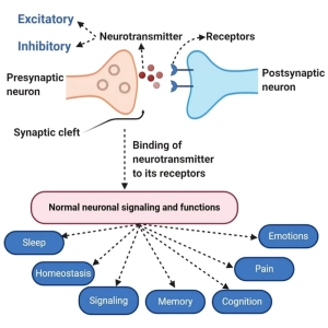 ناقل‌های عصبی (Neurotransmitters)