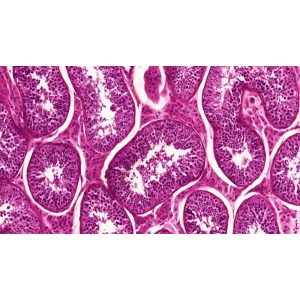 مقدمه‌ای بر بافت‌شناسی