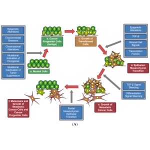 مکانیسم های مولکولی در ایجاد سرطان