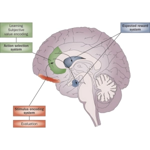 نقش مغز در تصمیم گیری
