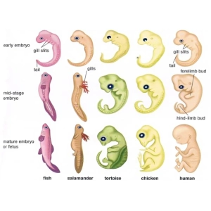 جنین انسان و حیوانات