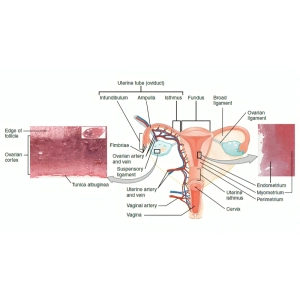 اناتومی رحم و تخمدان ها