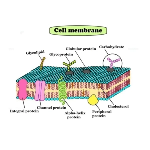 غشا سلولی و انتقال مواد