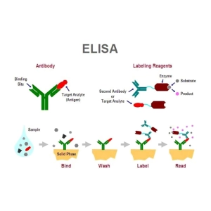 ELISA چیست و چگونه کار می‌کند؟