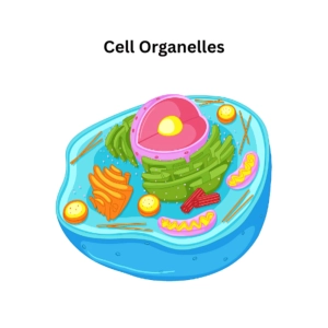 ارگانل‌های سلولی، دستگاه گلژی، لیزوزوم، پراکسی‌زوم، عملکردها و تفاوت‌ها