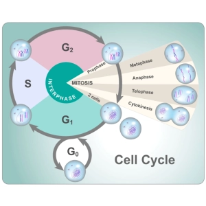 تقسیم سلولی