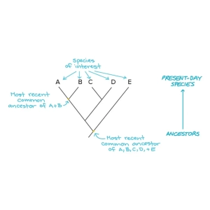 روش های ساخت درخت تبارزایی