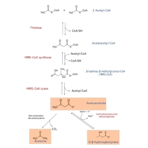 کتون‌سازی (Ketogenesis): دلیل و مسیر تولید کتون‌ها