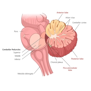 آناتومی مخچه
