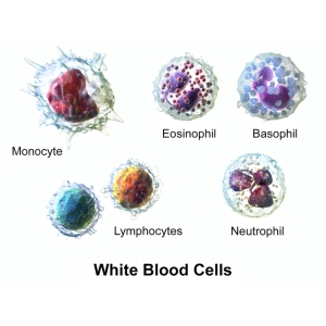 انواع گلبول‌های سفید و نقش آنمی و اختلالات خونی شایع آن‌ها در ایمنی