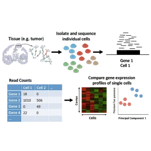 Scrna seq چیست