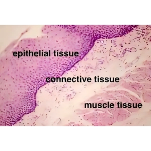 بررسی میکروسکوپی بافت کلیه کبد پوست