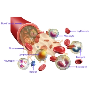 فیزیولوژی خون و سلول‌های خونی در انسان