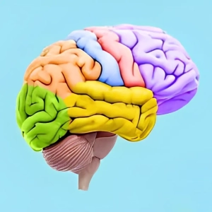 مولاژ مغز چیست