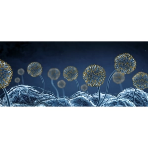 عفونت قارچی چیست؟معرفی انواع عفونت قارچی در بدن (پوست، ناخن، واژن، دهان), علائم، تشخیص و درمان, تفاوت قارچ پوستی و باکتری