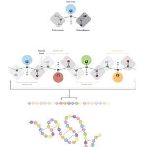 پپتید و پروتئین: تفاوت، توابع و ساختار
