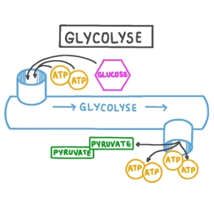 گلیکولیز چیست؟ مسیر، واکنش‌ها و اهمیت آن