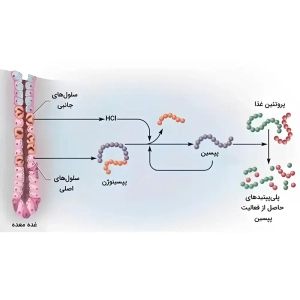 کاربرد های پپسین در آزمایشگاه