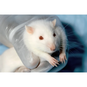 غربال کردن محرک‌ها جانوران