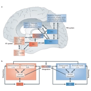 مکانیسم های یادگیری و حافظه