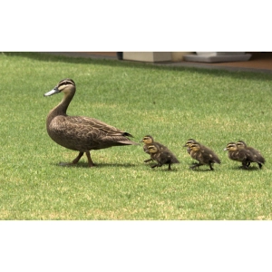 رفتارها و نیروهای غریزی در جانوران