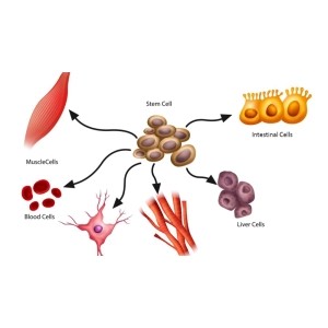 سلول بنیادی چیست و چه کاربردهایی دارد؟
