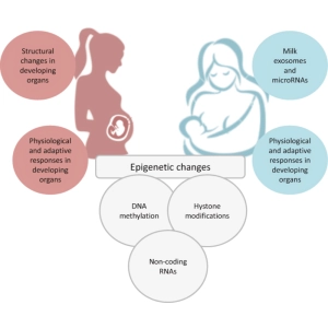 نقش هورمون‌ها در تکوین و رشد جنین