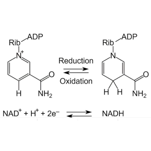 چگونه redox balance (NADH/NAD+) عملکرد متابولیک را تنظیم می‌کند؟