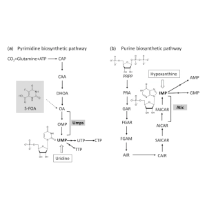 پیریمیدین و پورین بیوسنتز؛ مسیر و تنظیم آن