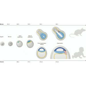 مدل‌های حیوانی در مطالعه تکوین جنین