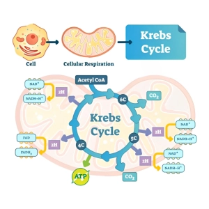 چرخه کربس (TCA) به زبان ساده؛ مراحل، آنزیم‌ها و محصولات