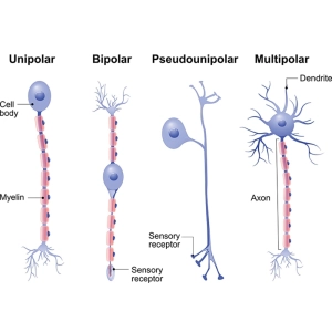 انواع نورون ها