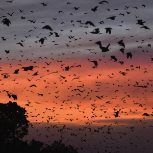 استراتژی‌ خفاش‌ ها برای پیمودن مسیرهای طولانی