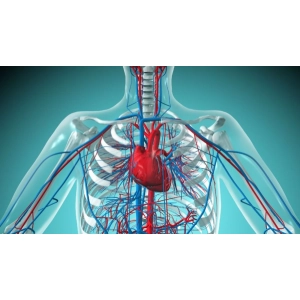 سیستم گردش خون انسان