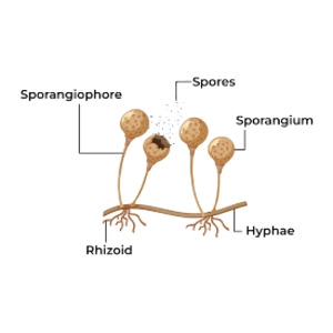 ساختار و فیزیولوژی قارچ‌ها