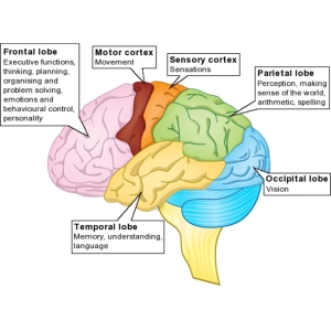 مغز چطور کار می‌کند؟