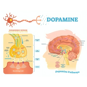 دوپامین چیست و چه کاری انجام می‌دهد؟