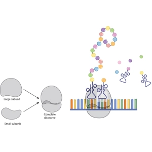 نقش ریبوزوم و سنتز پروتئین