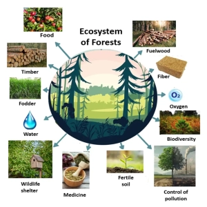 اکوسیستم های جنگلی