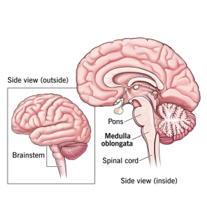 آناتومی بصل النخاع