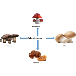 قارچ‌های خوراکی و دارویی، قارچ گانودرما چیست و چه فوایدی دارد؟